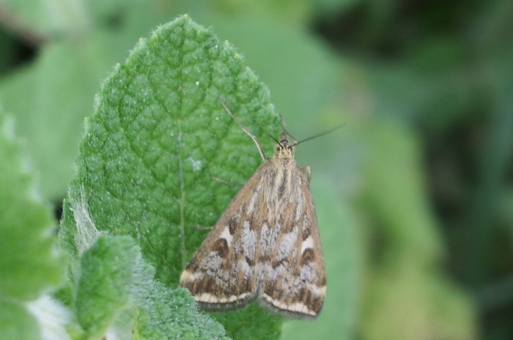 Loxostege sticticalis (Crambidae)